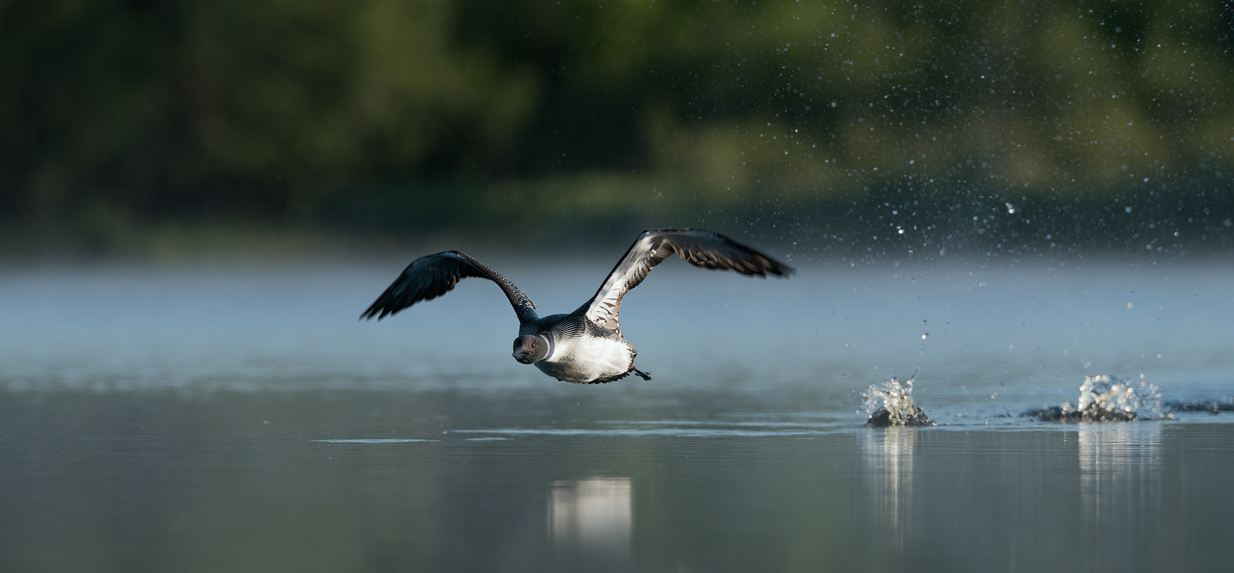 common loon flying